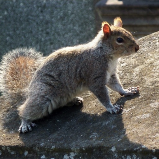 squirrel on monument